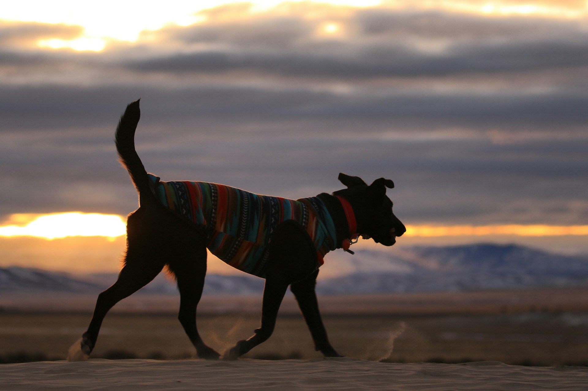 A dog wearing a colorful vest walking in the dark outdoors
