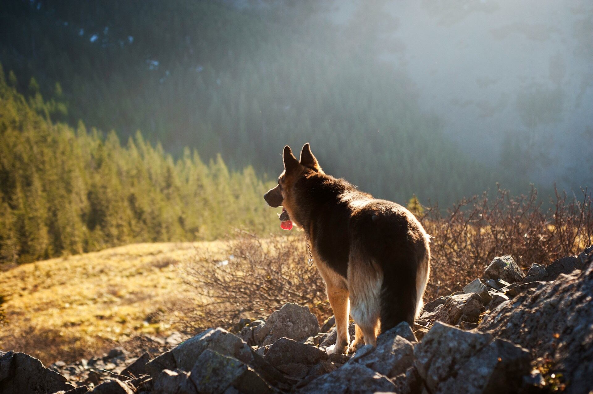 A dog overlooking a cliff in a forest