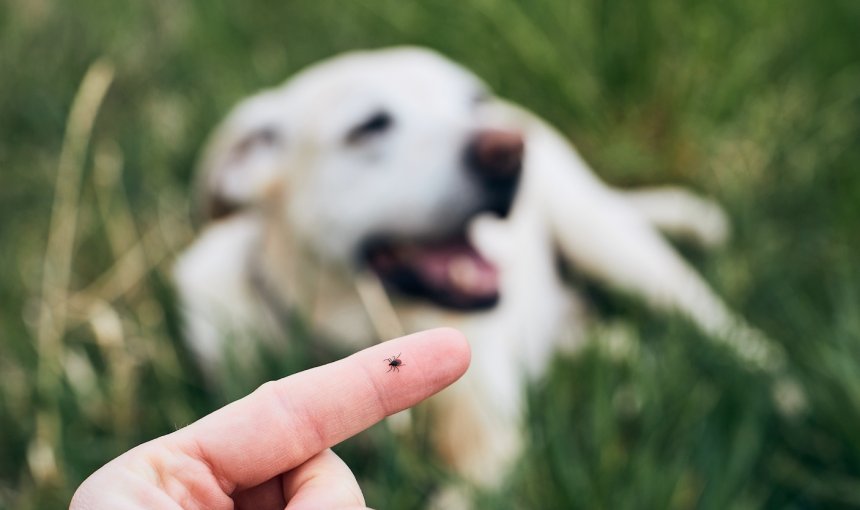 Zecke auf einem Finger mit hellem Labrador im Hintergrund