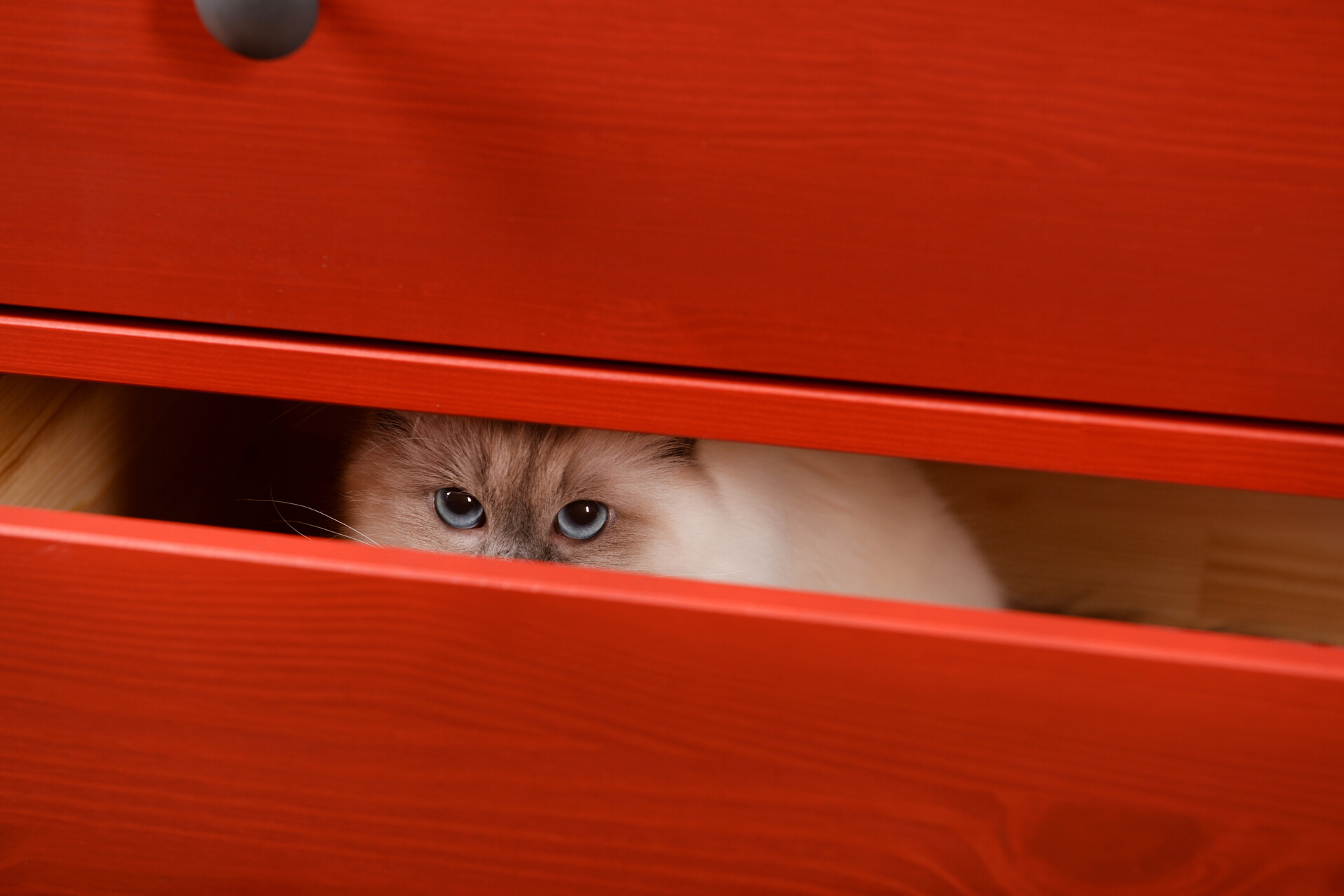 A cat hiding inside a set of red drawers