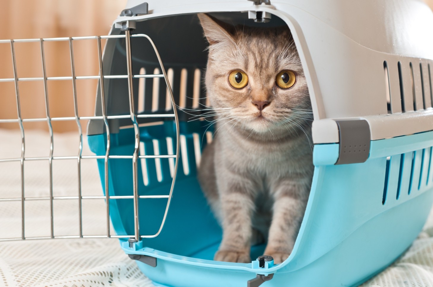 A cat sitting inside a carrier