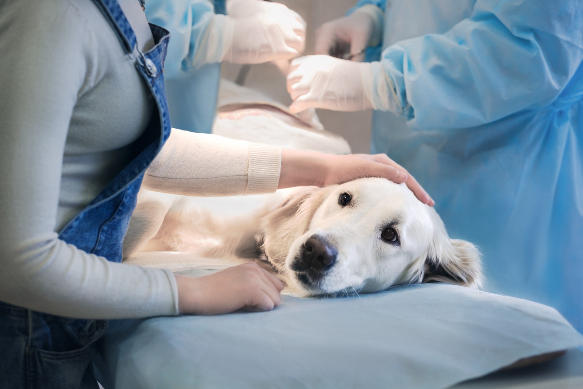 A Golden Retriever undergoing surgery at a vet's clinic