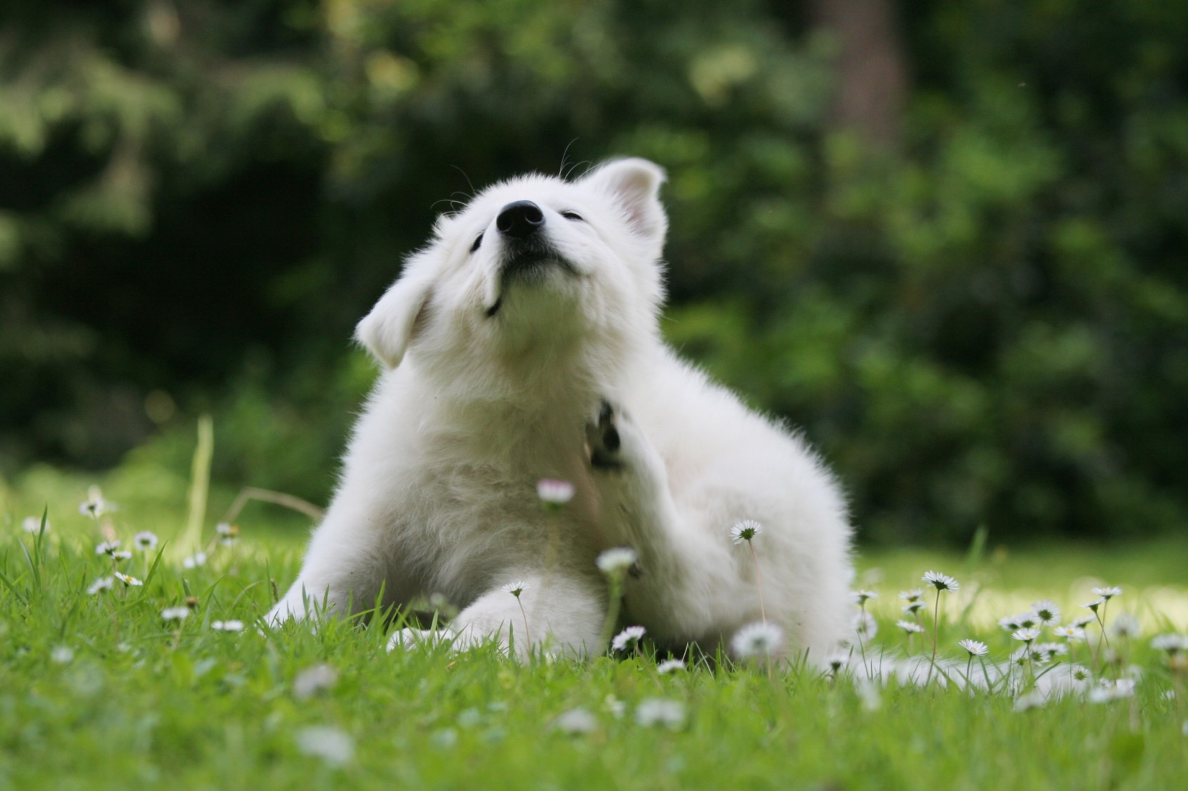 A small white dog scratching themselves in a field of dandelions