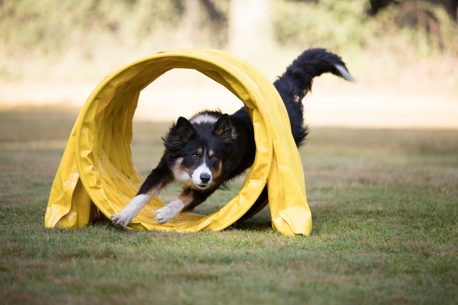 A Border collie running through an agility hoop in a backyard