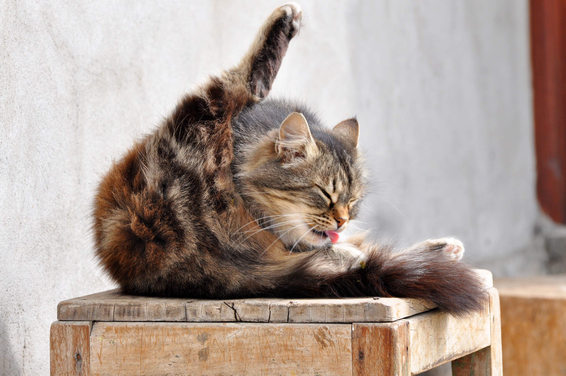A cat grooming their tail