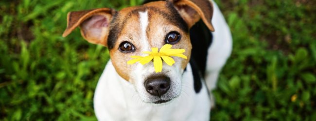 A dog sitting in a garden with a yellow flower on their face