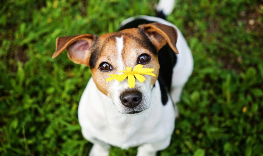 A dog sitting in a garden with a yellow flower on their face