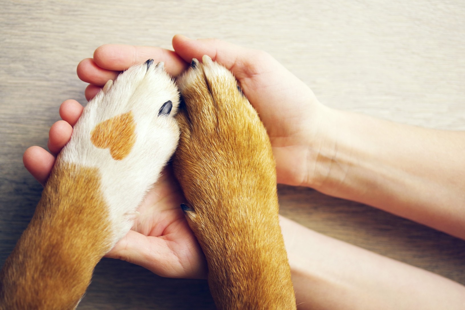 A woman holding a dog's paws in her hands