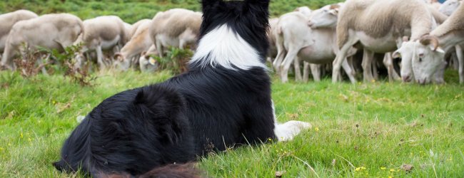 A Border Collie watching over a flock of sheep