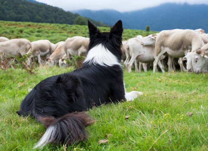 A Border Collie watching over a flock of sheep