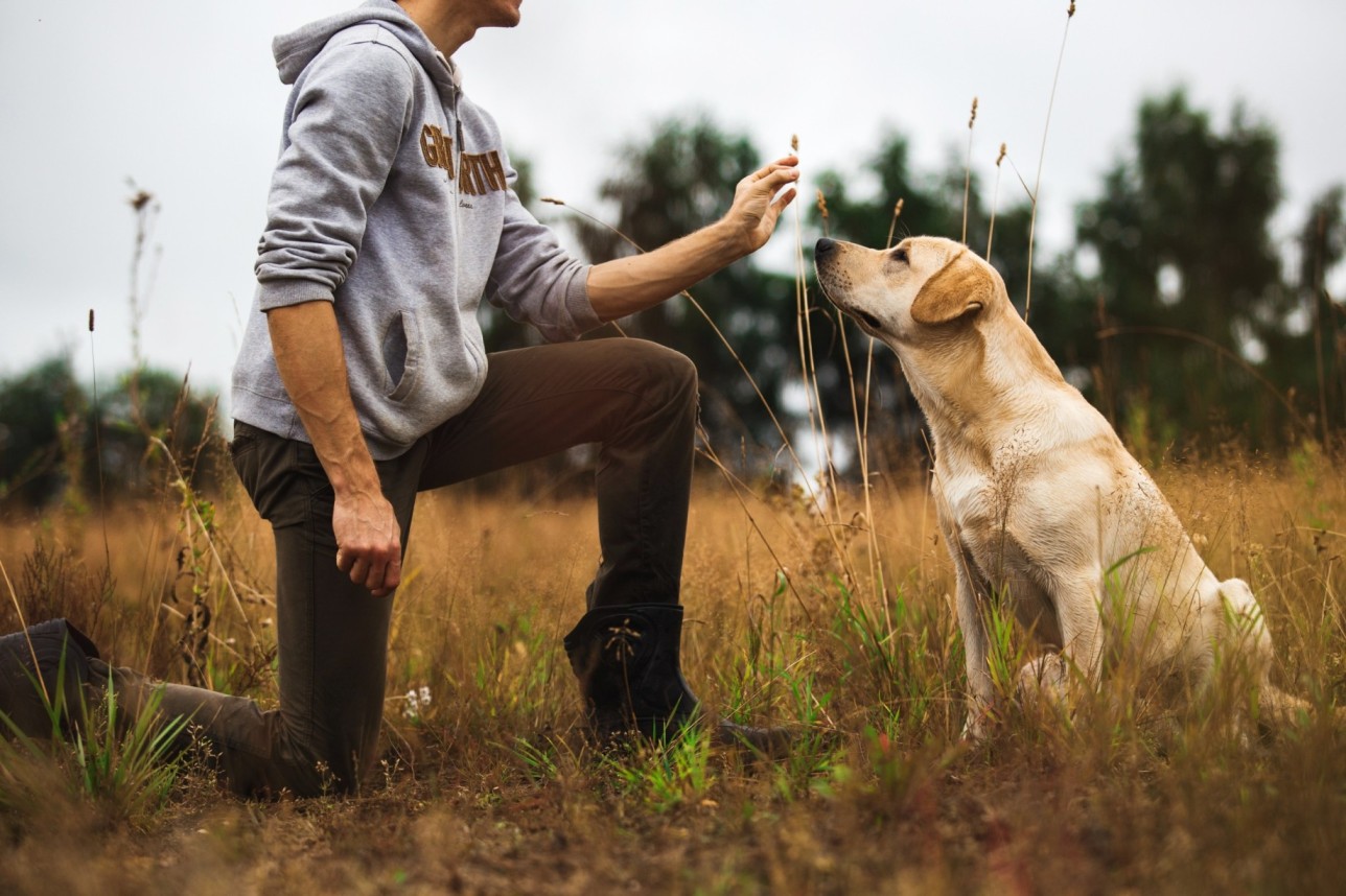 A man training a dog in a field