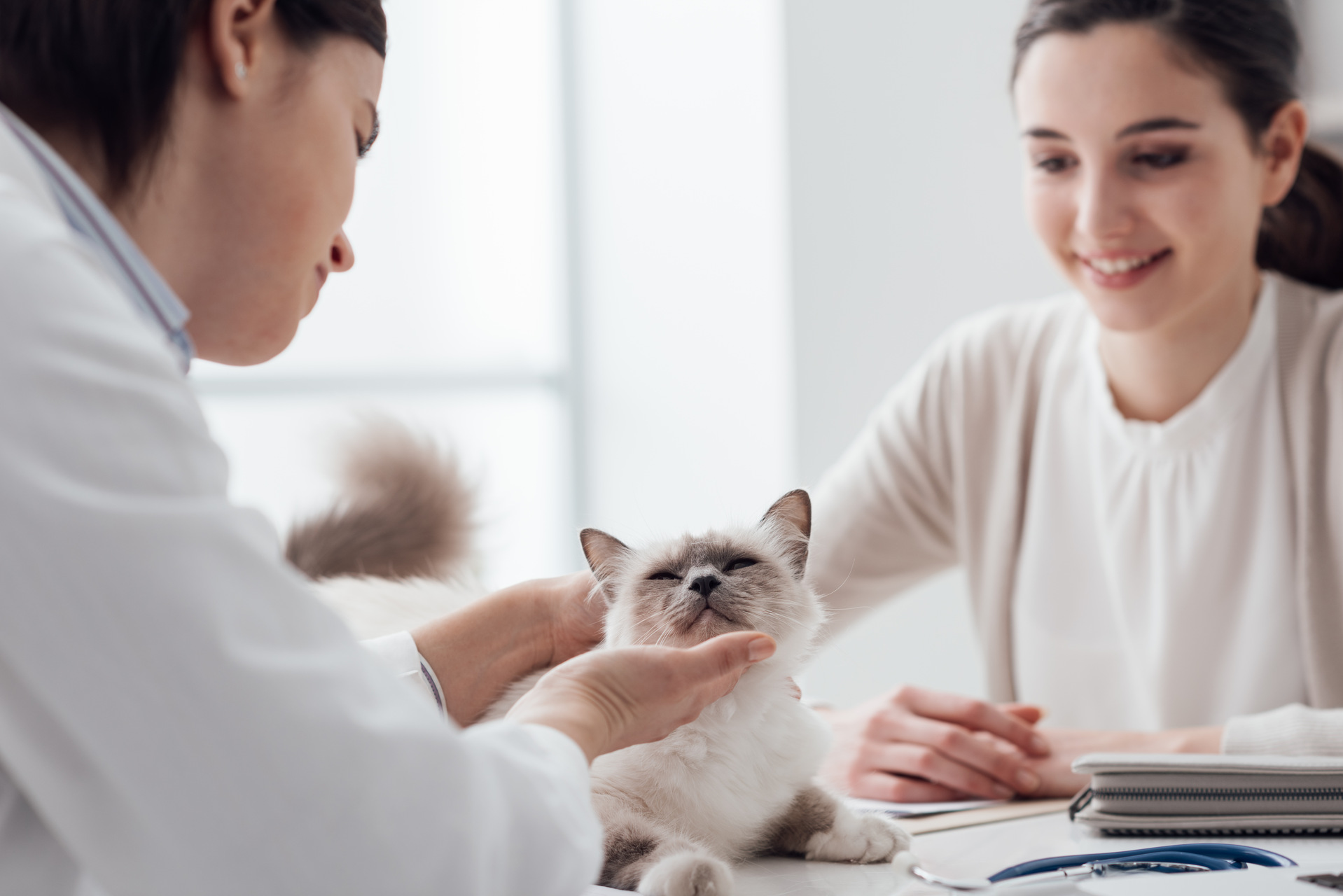 A vet examining a cat at her clinic