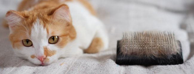 A cat lying next to a hairbrush covered in fur