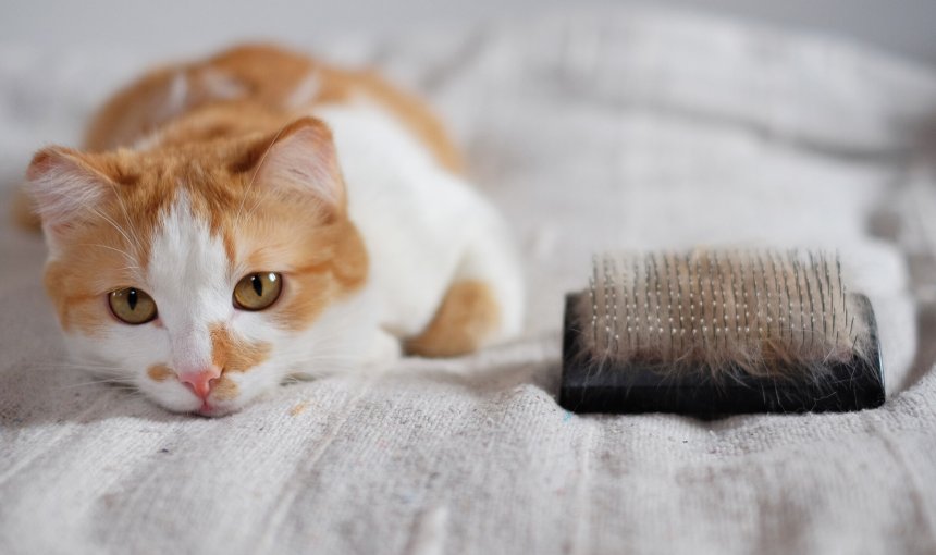 A cat lying next to a hairbrush covered in fur