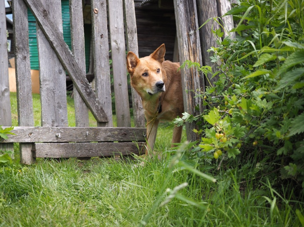 A dog peeking through a hole in a wooden fence