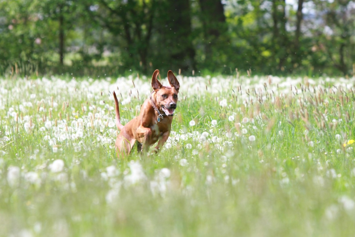 A dog running through a field of dandelions