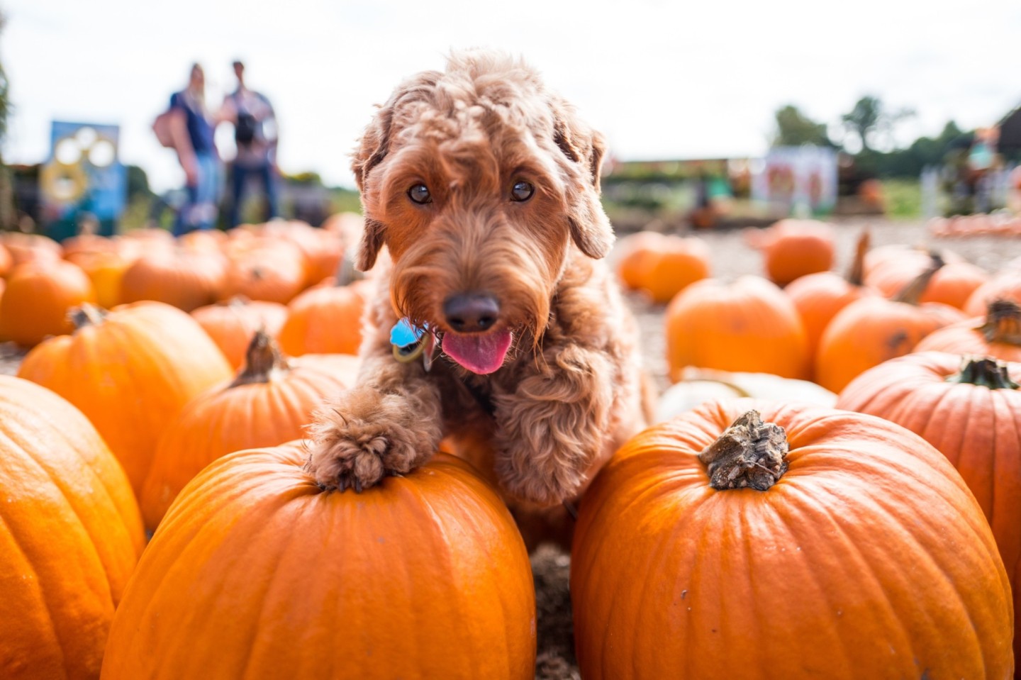A dog playing in a field of pumpkins