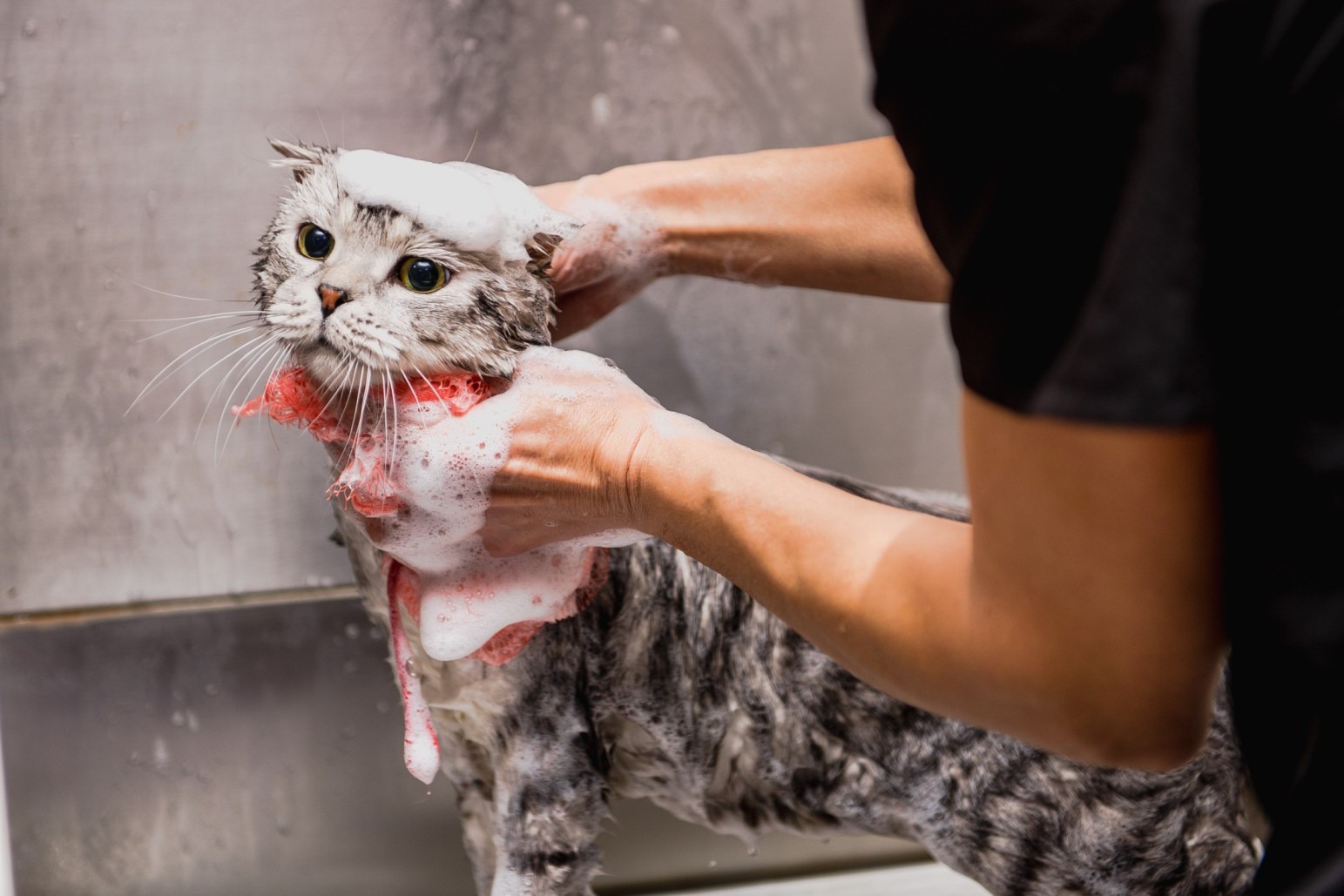 A man shampooing a cat