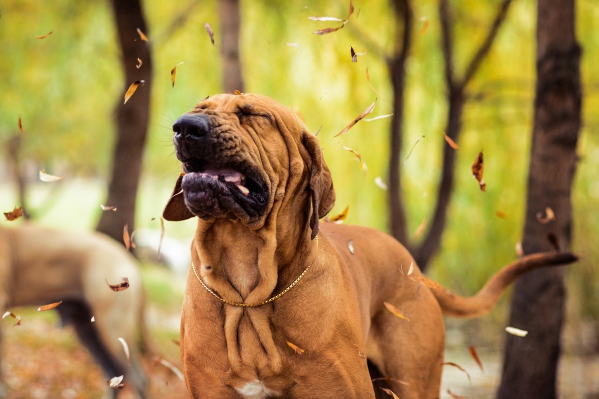 A dog sneezing in a forested area