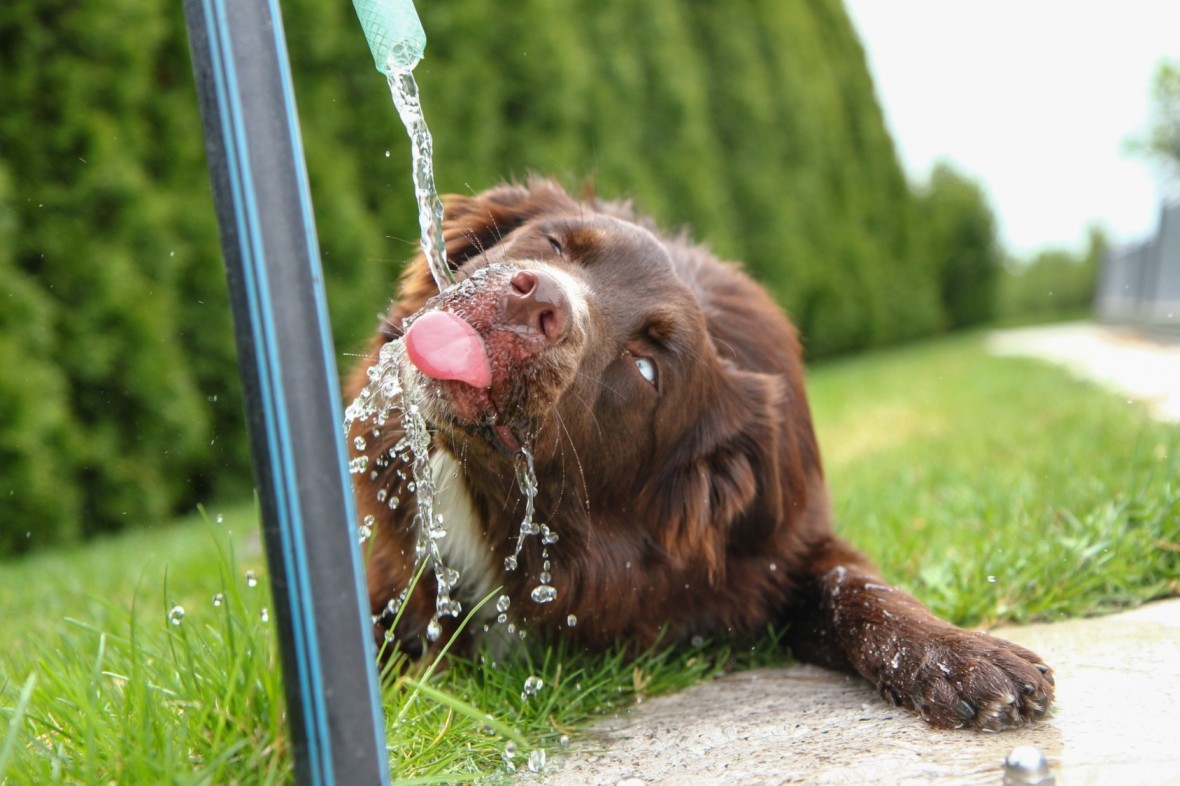 A brown dog drinking water from a pipe