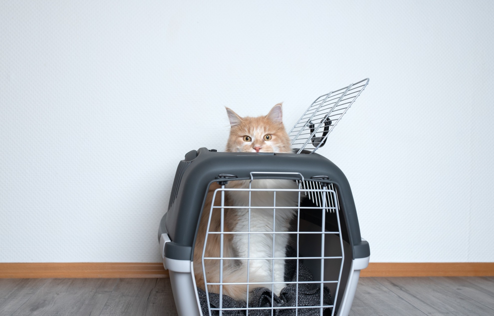 A cat peeking outside a carrier indoors