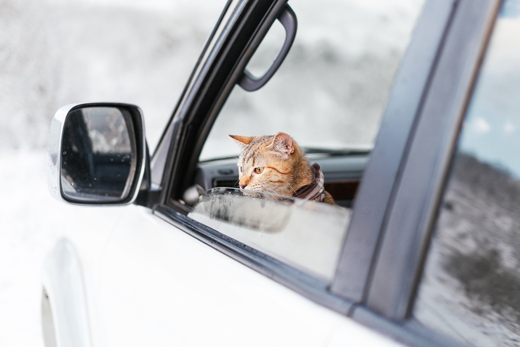 A cat looking out of a car window