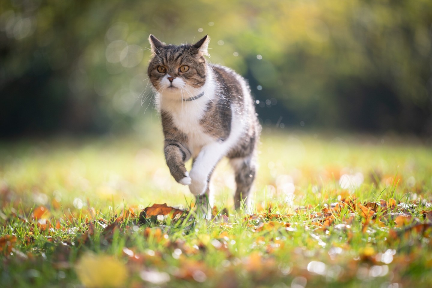 An outdoor cat running through a garden