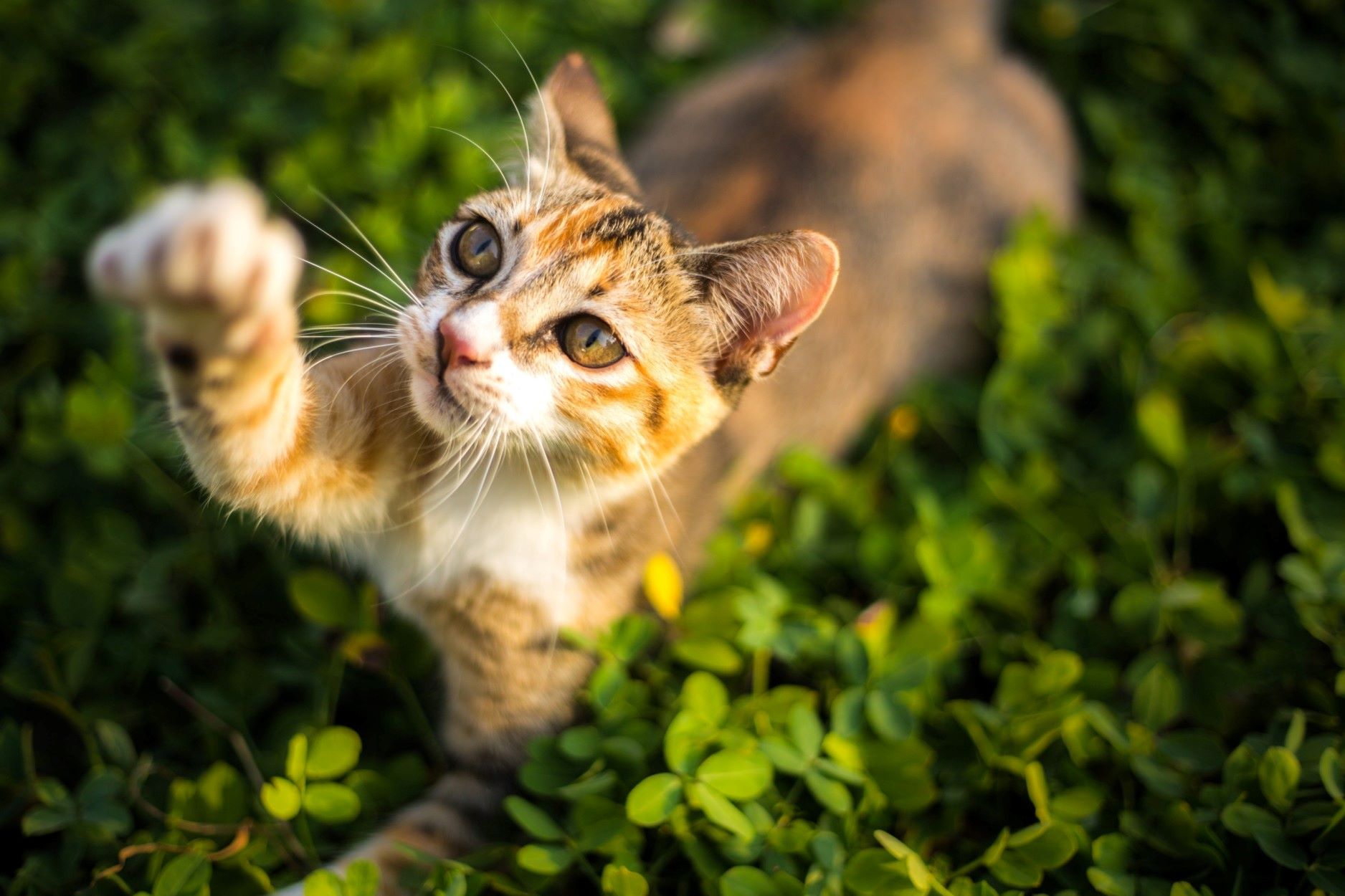 A cat playing outdoors