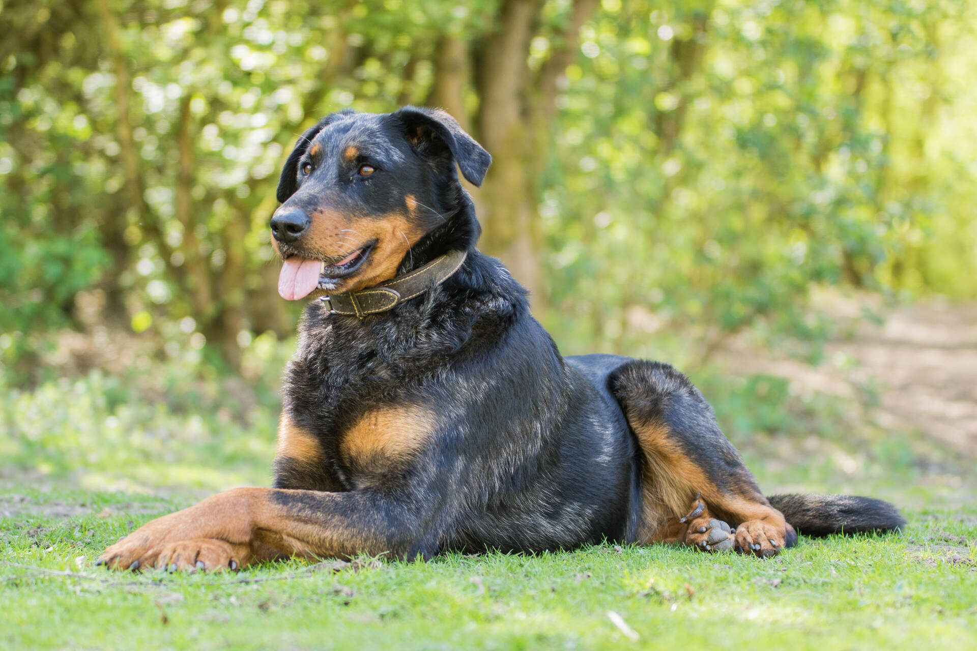 A Beauceron dog relaxing in the grass