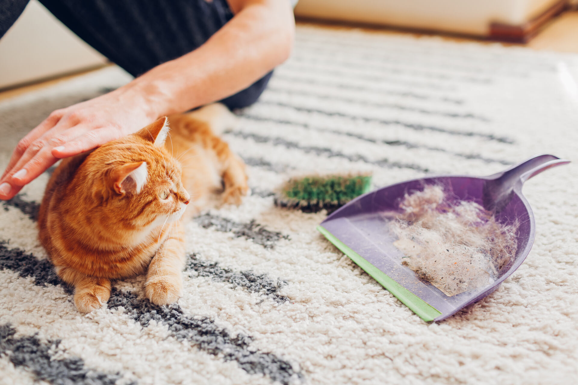 A man cleaning cat fur off a carpet