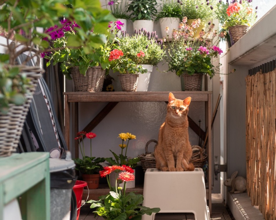 A cat sitting in a balcony next to indoor plants