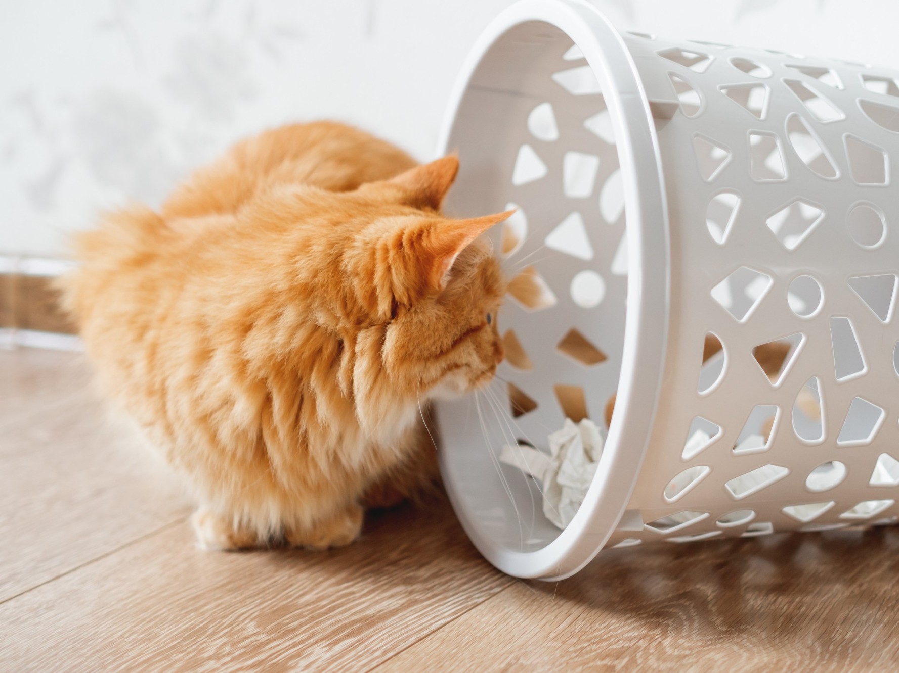 A cat peeking inside a waste paper bin