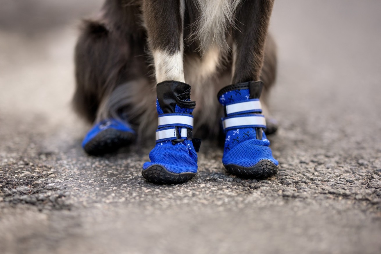 A dog wearing blue boots