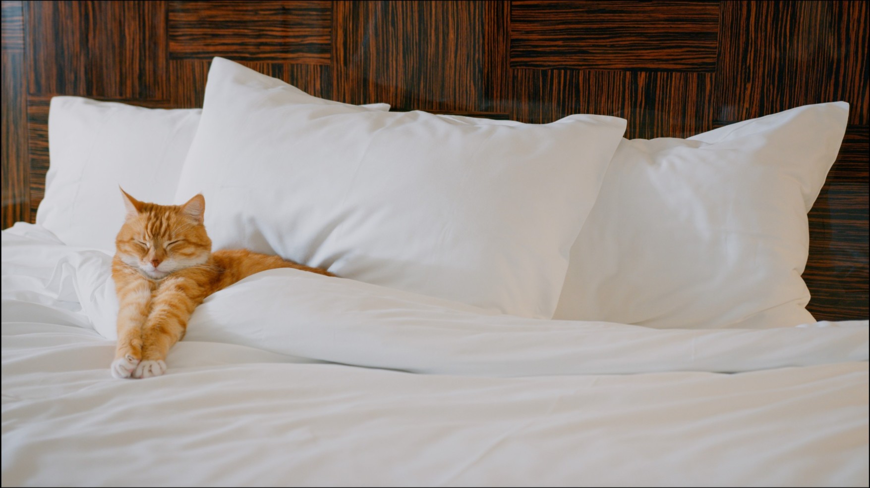 A cat nestling in a hotel bed full of pillows