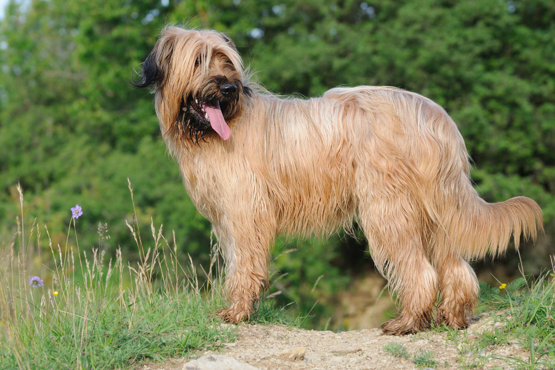 A Briard dog standing in a forest