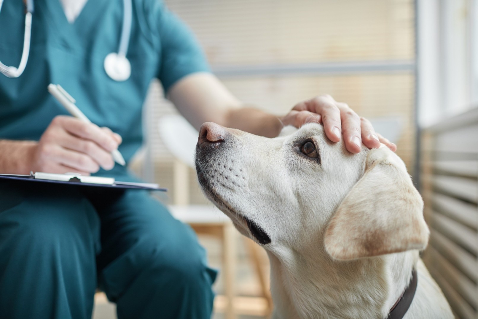 A vet noting down a dog's mushroom poisoning symptoms at a clinic