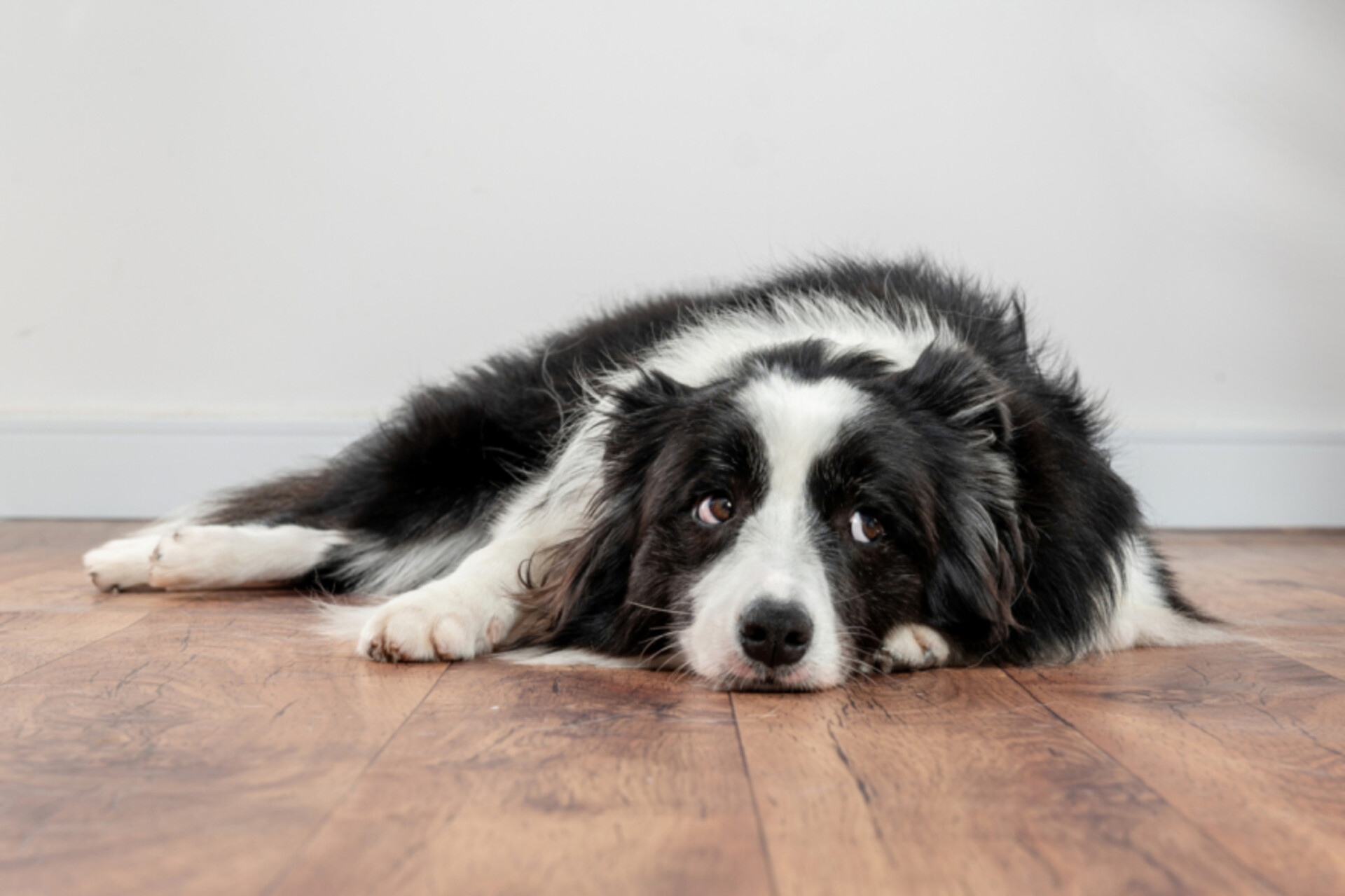 A bored Border Collie lying on a wooden floor
