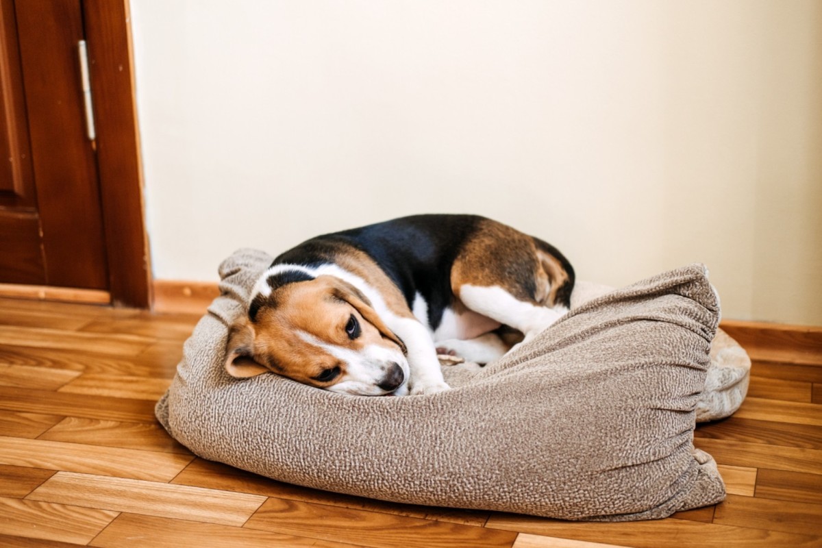 En sjuk hund som vilar på en dyna inomhus