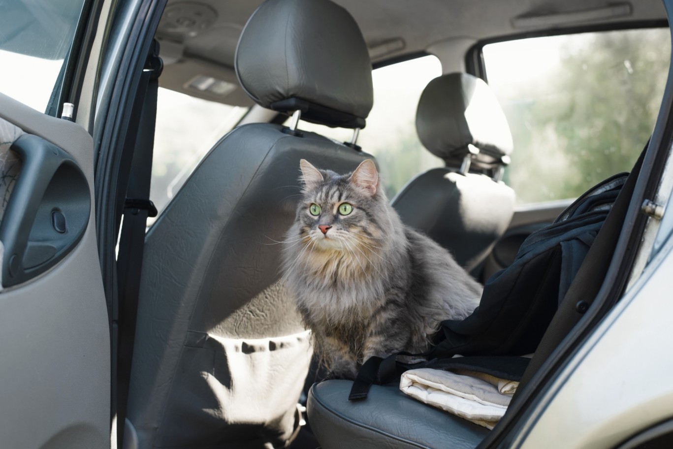 A cat sitting by an open car door