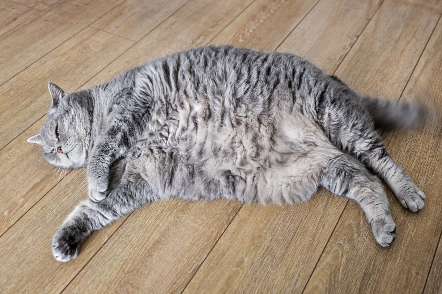 An overweight cat lying on a wooden floor