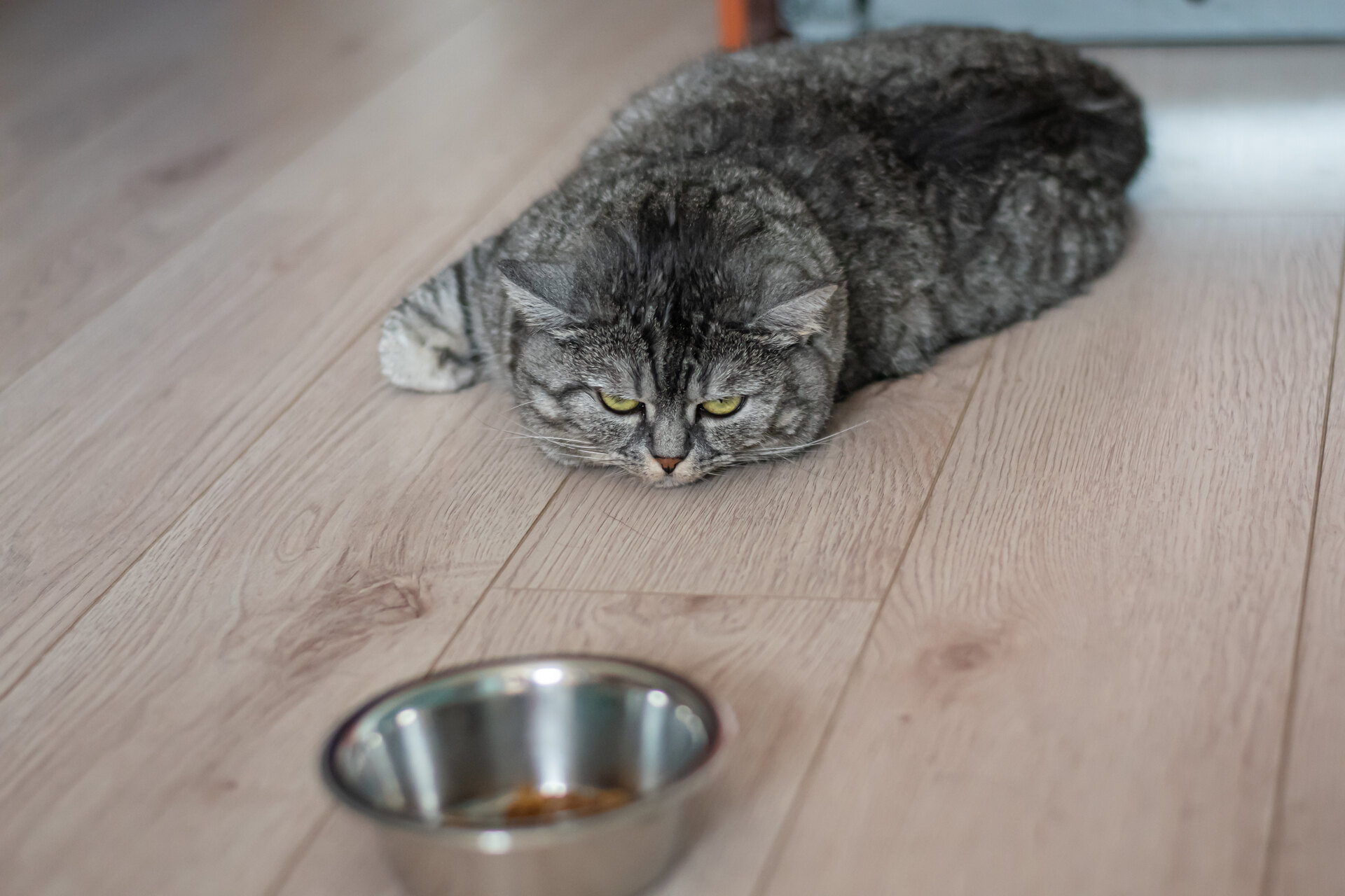 A cat lying on the floor in front of their food bowl