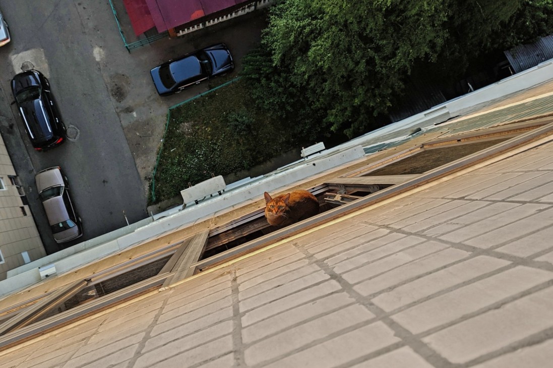 A cat sitting on the edge of a window overlooking a parking lot