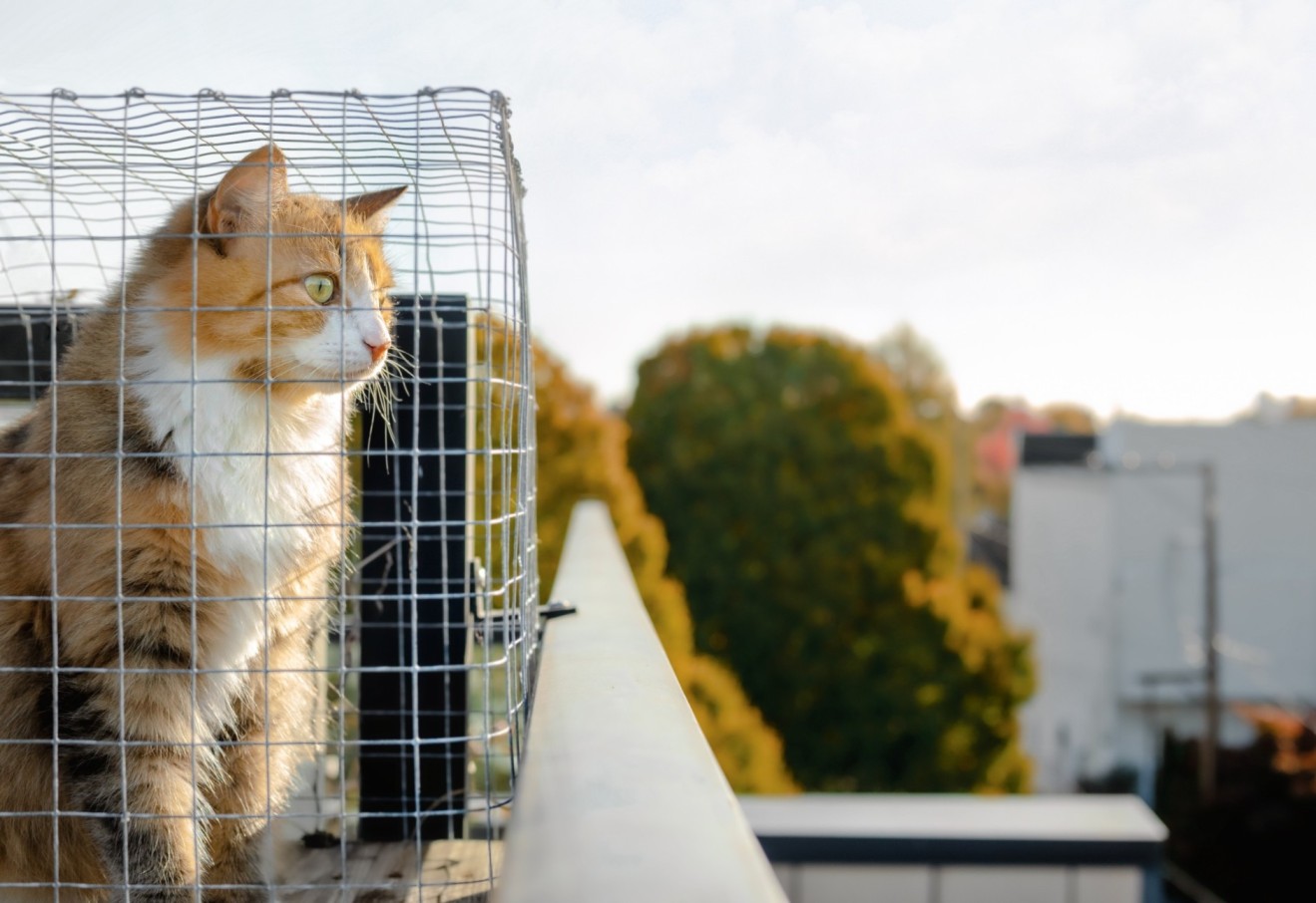A cat sitting in a mesh enclosure on a balcony