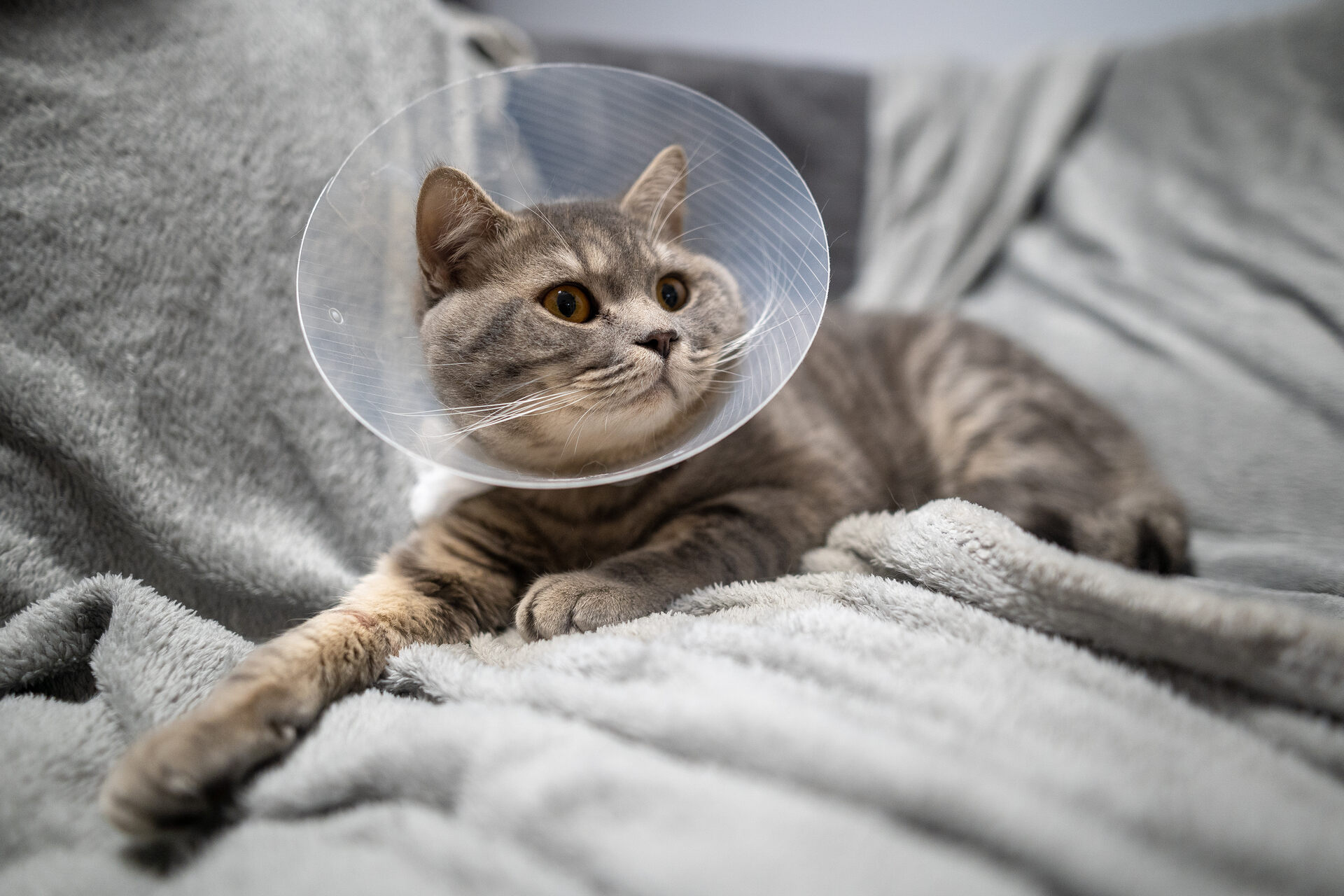 A cat wearing a cone collar sitting on a couch