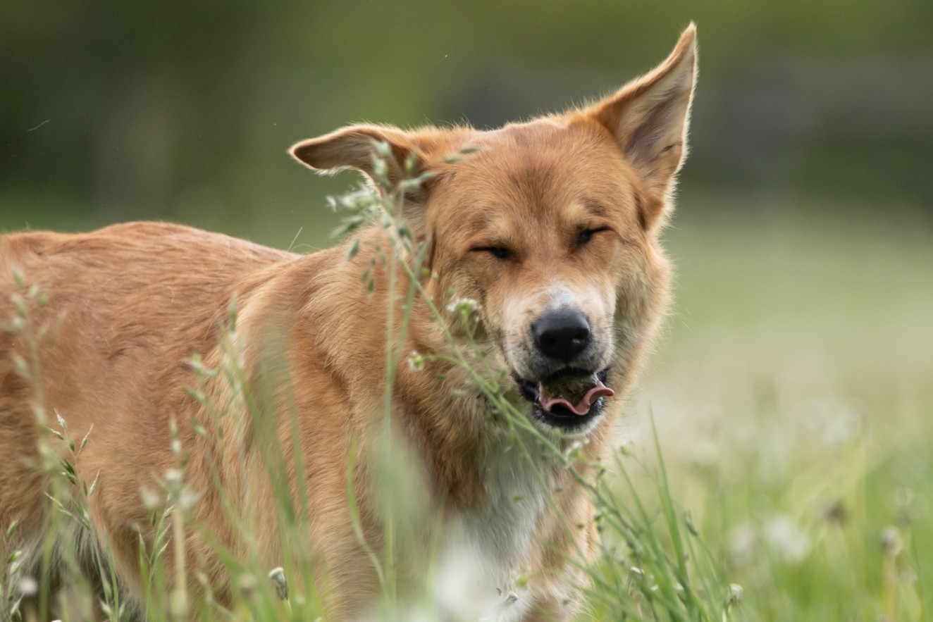 A dog sniffing a thistle in a field