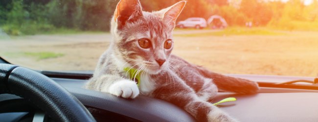 A cat sitting on a car dashboard