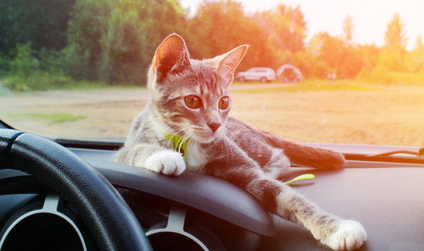 A cat sitting on a car dashboard