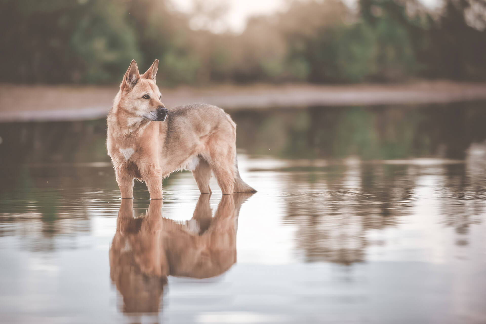 A Canaan dog standing in a river