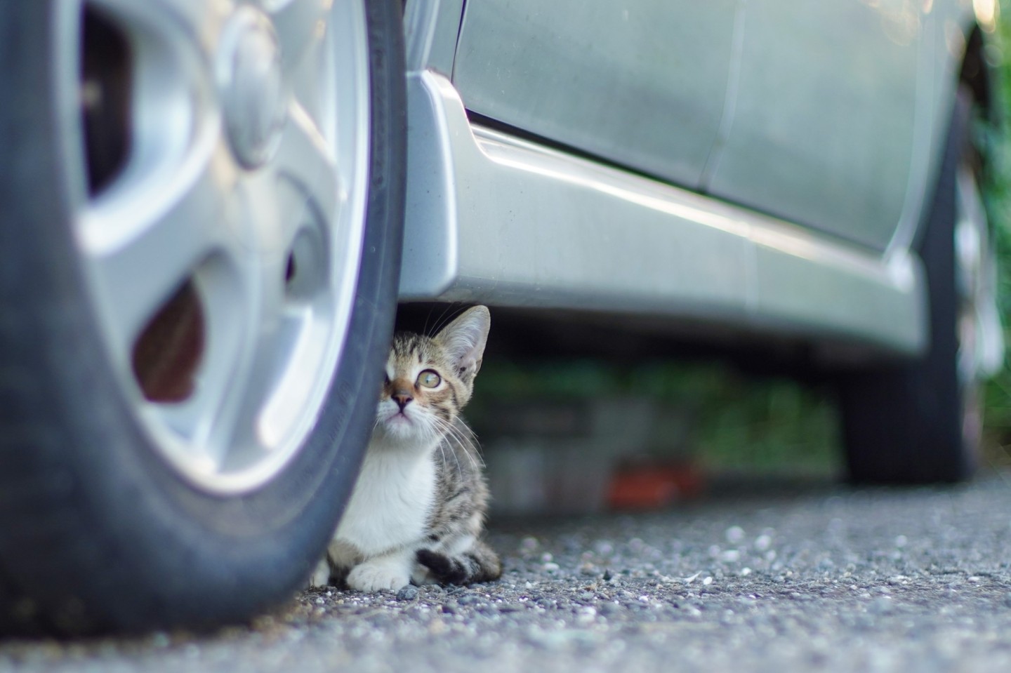 A small cat hiding under a car wheel