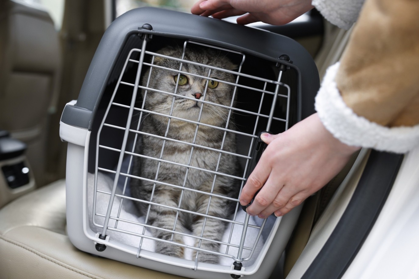 A woman placing a cat in a carrier inside a car